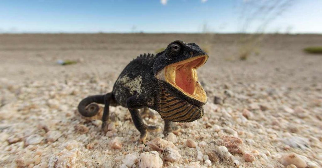 Adapt to Dynamic Markets or Fail Chameleon Splash